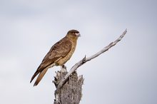 Chimangocaracara