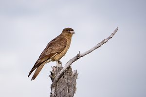 Chimangocaracara