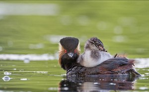 Schwarzhalstaucher mit Jungvogel