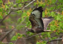 Mäusebussard