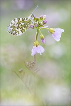 Aurorafalter (Anthocharis cardamines)