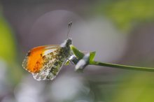 kleiner Frühlingsbote