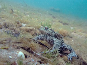 Erdkröte im natürlichen Unterwasser-Habitat