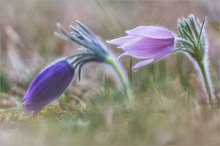 Violett vor Pink