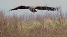 Junger Seeadler über trockener  Ostseevegetation