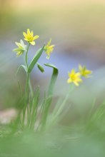 Einen Wald- Gelbstern