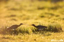 Schnäbeln auf schnepfisch