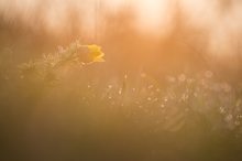 Im ersten Morgenlicht