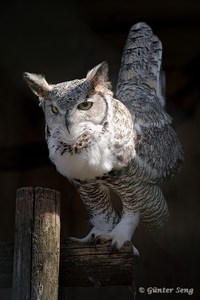 Kanadischer UHU ,  Bubo v. subarcticus