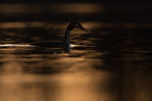 Haubentaucher im abendlichen Gegenlicht