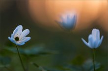 Letztes Leuchten in letztem Licht