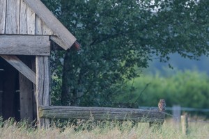 Lebensraum Steinkauz  (Athene Noctua)