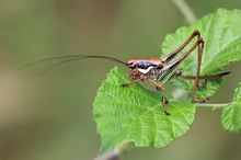 Südliche Strauchschrecke