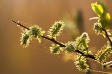 goldene Fäden