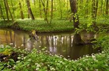 Es grünt im Wald