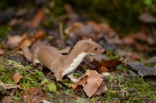 Mauswiesel (Mustela nivalis)