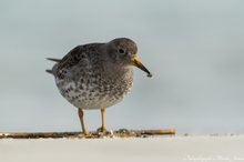 Meerstrandläufer