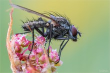 Kleine Fliege - ganz gross