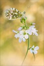 Aurorafalter (Anthocharis cardamines)