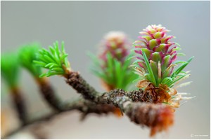 Lärchenblüte