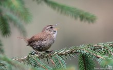 Zaunkönig