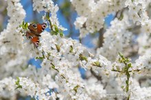 Frühling pur