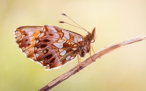 Magerrasen-Perlmutterfalter