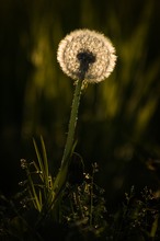 Pusteblume im Gegenlicht