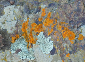 Lichen