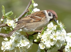 Feldsperling an Pflaumenblüten...