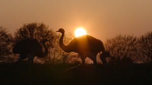 Nandu Safari