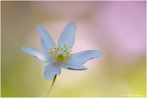 Das letzte Buschwindröschen 2017