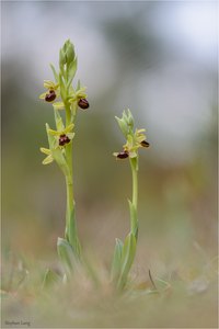 Die ersten Orchideen...