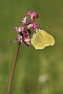 Zitronenfalter mit Besuch