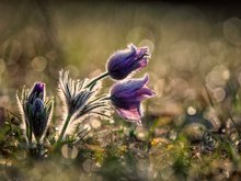 Pulsatilla vulgaris