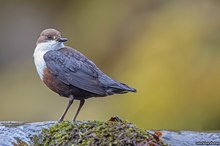 Wasseramsel an Bachbett