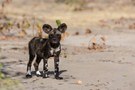 Wild Dog Welpe - Mababe / Botswana