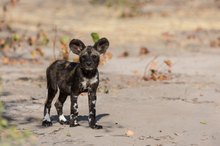 Wild Dog Welpe - Mababe / Botswana