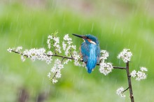 Eisvogel...