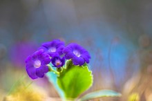 Keine Leberblümchen