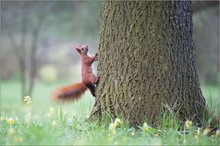 Eichhörnchen ( Sciurus Vulgaris )