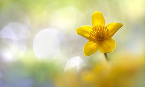 Frühling am Wasser ...,