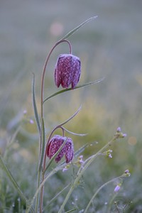 Schachbrettblume
