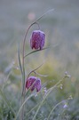Schachbrettblume
