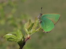 Grüner Zipfelfalter