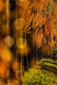 Herbstfarben im Frühling?