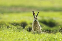 Frohe Ostern!