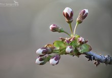 Wildkirschen-Blütenknospen