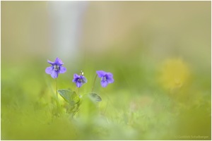 Viola, Viola & Viola