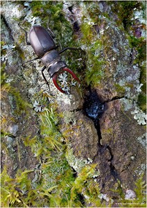 Lucanus cervus